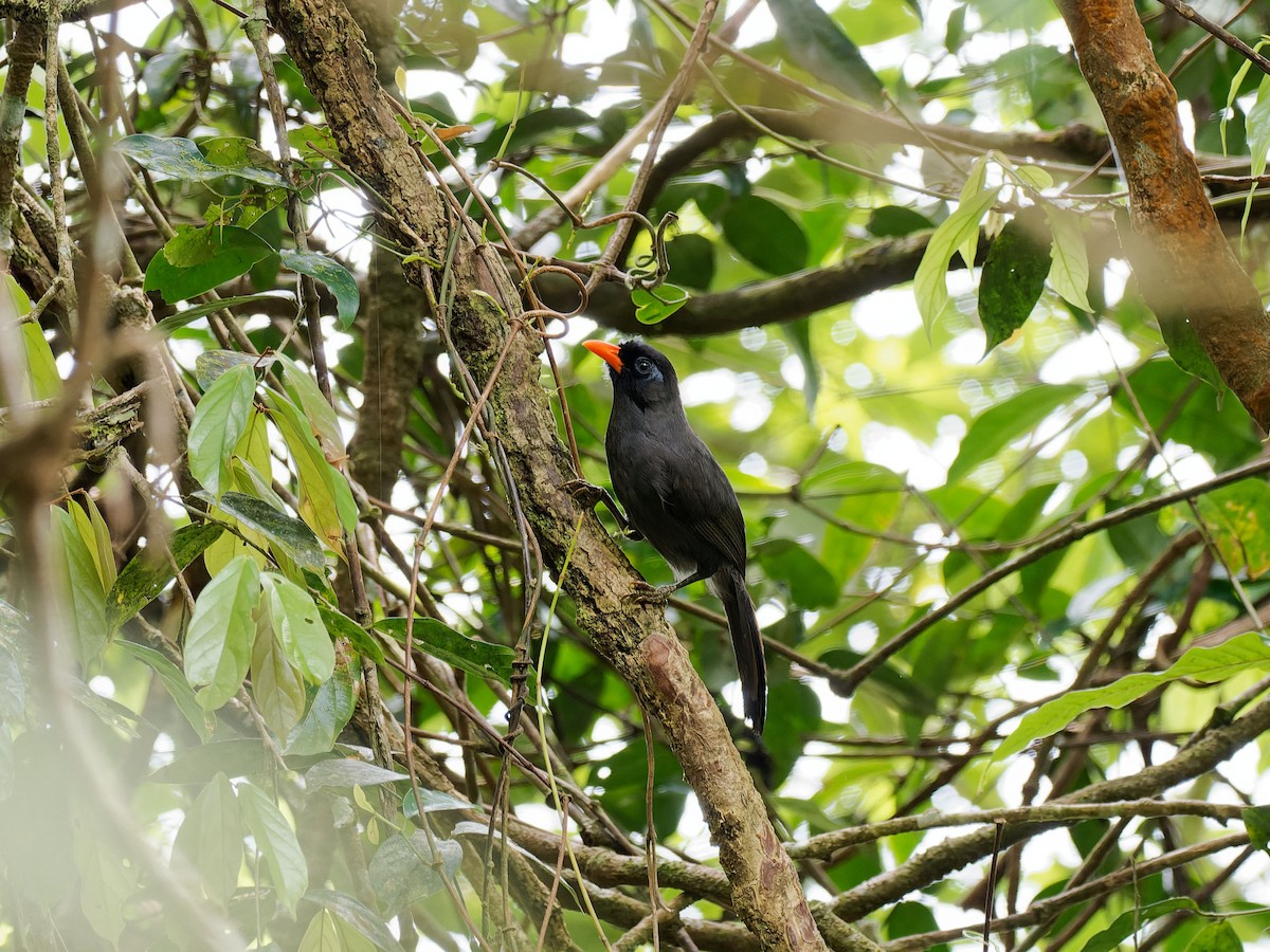 Black Laughingthrush - ML637260464