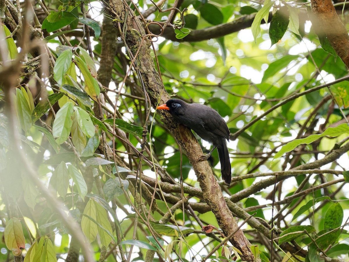 Black Laughingthrush - ML637260465