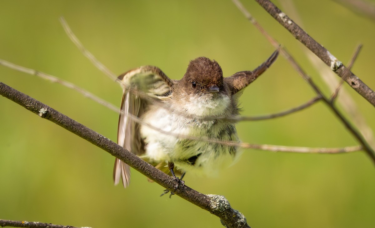 Eastern Phoebe - ML637260518
