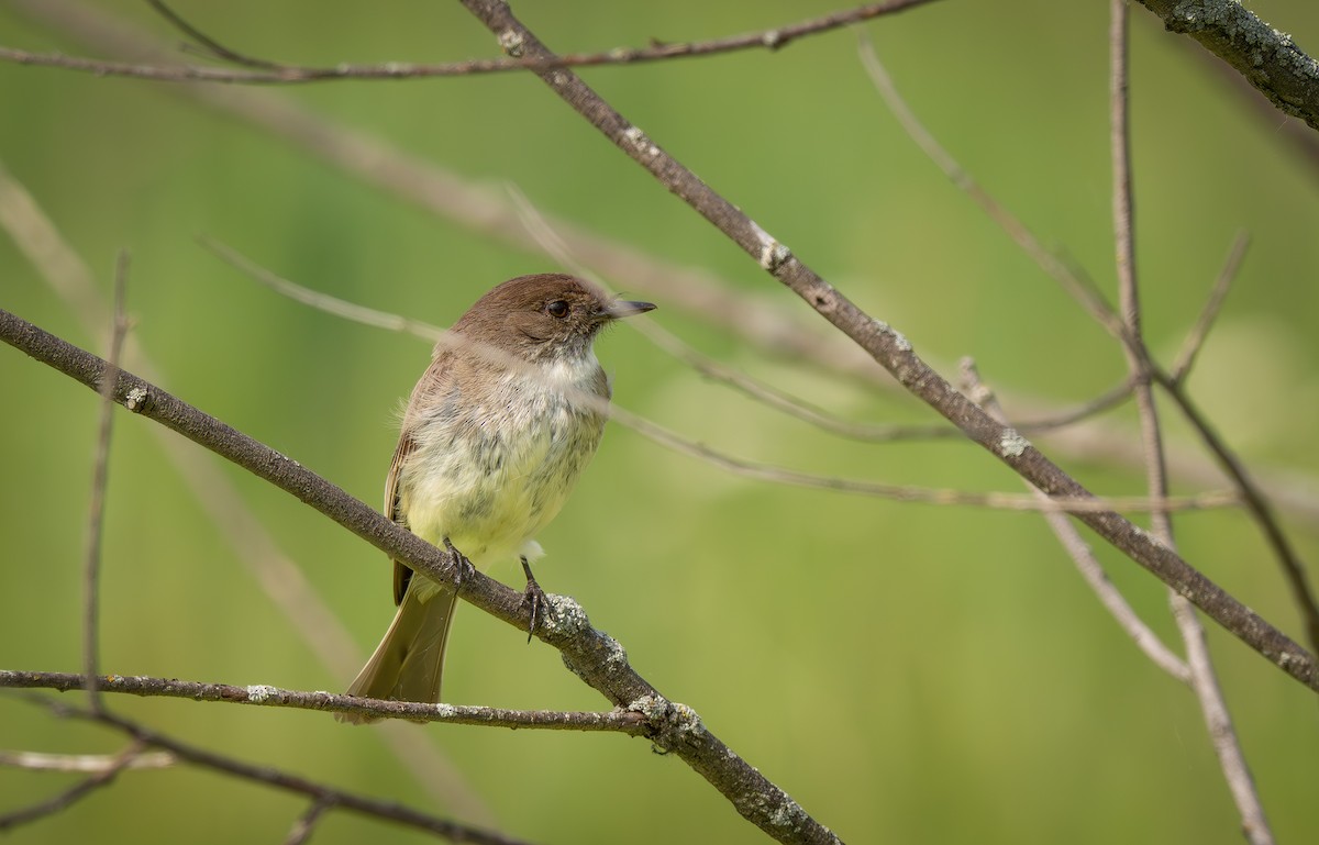 Eastern Phoebe - ML637260519