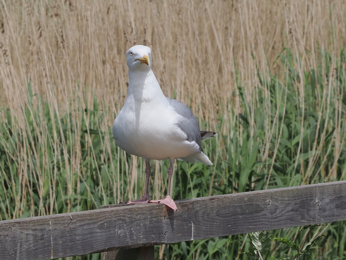 European Herring Gull - ML637260617