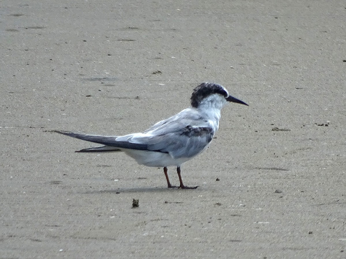 Saunders's Tern - ML637260650