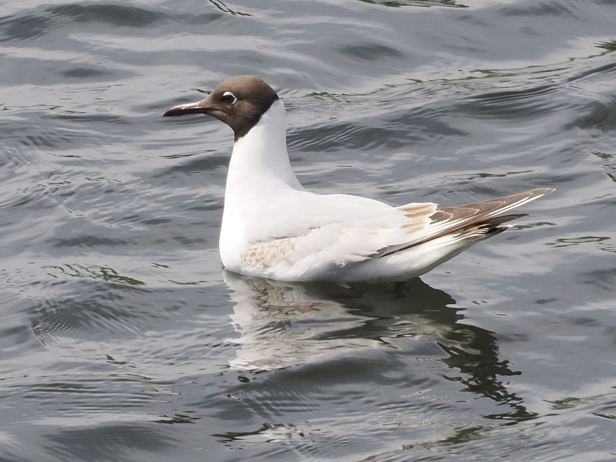 Black-headed Gull - ML637260691