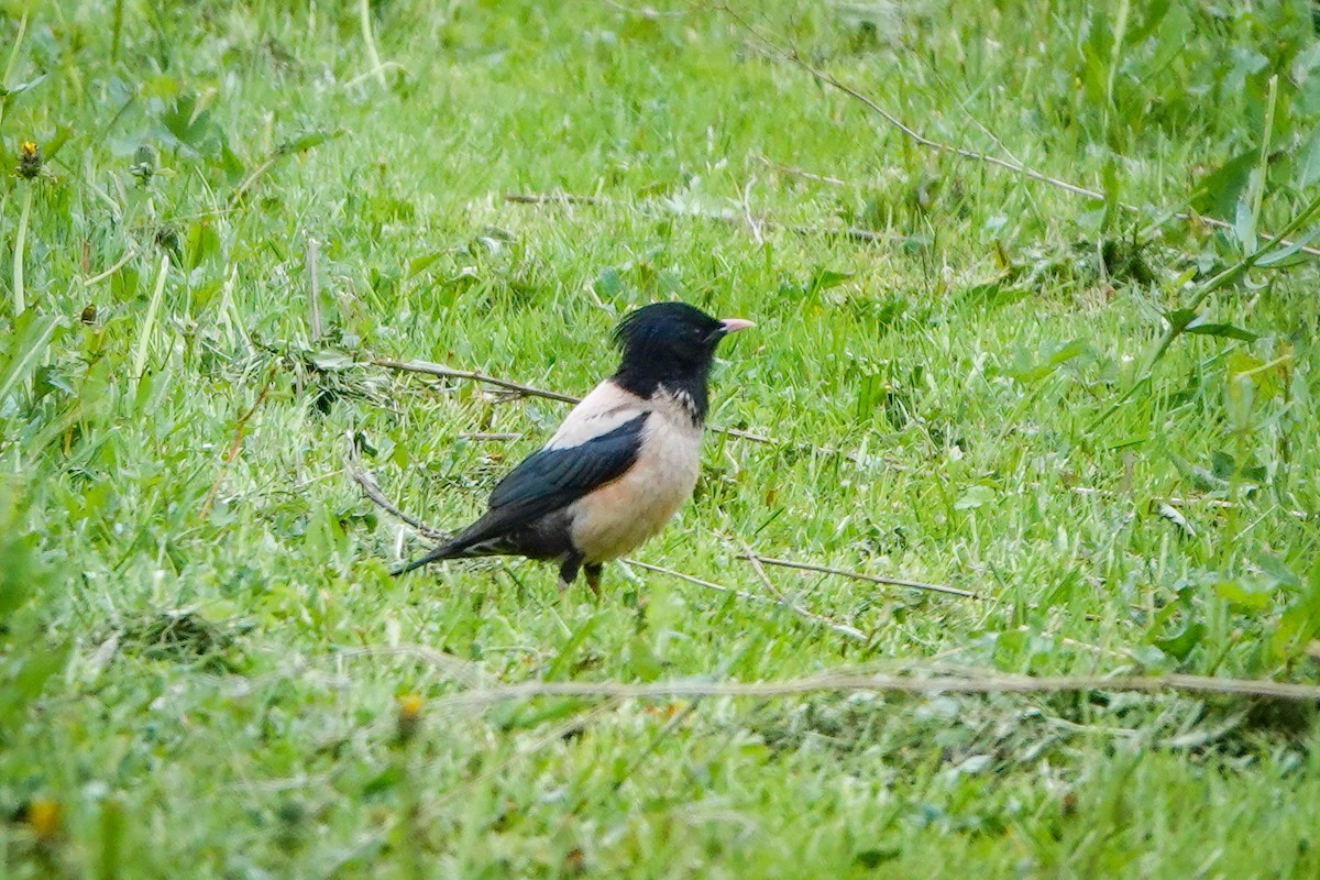 Rosy Starling - ML637260780