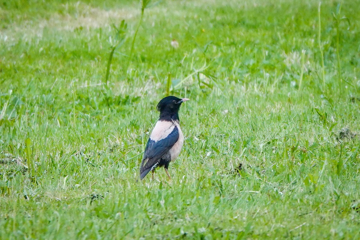 Rosy Starling - ML637260781