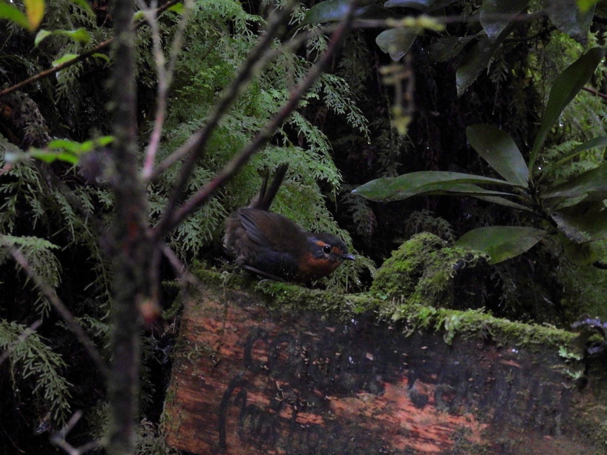 Chucao Tapaculo - ML637260809