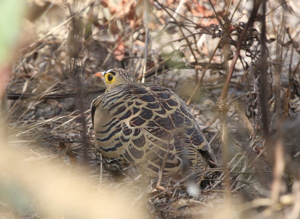 Four-banded Sandgrouse - ML637260818