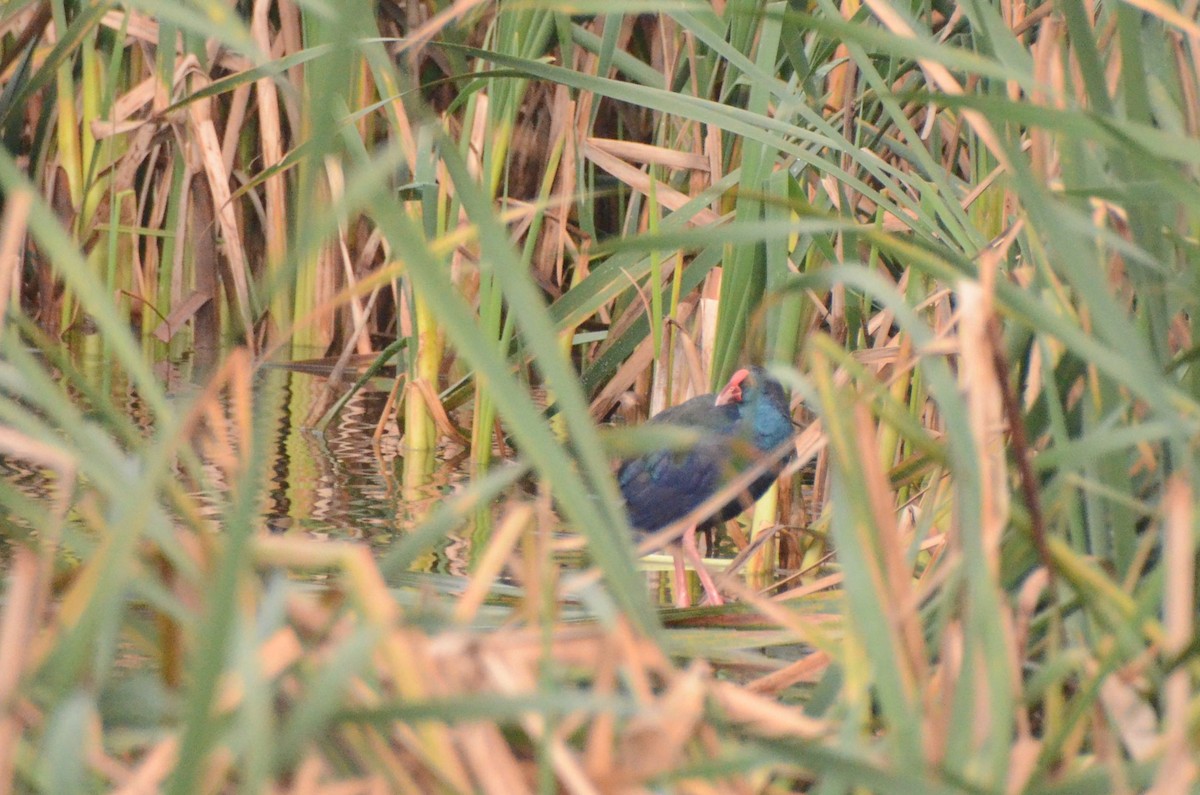 African Swamphen - ML637260823