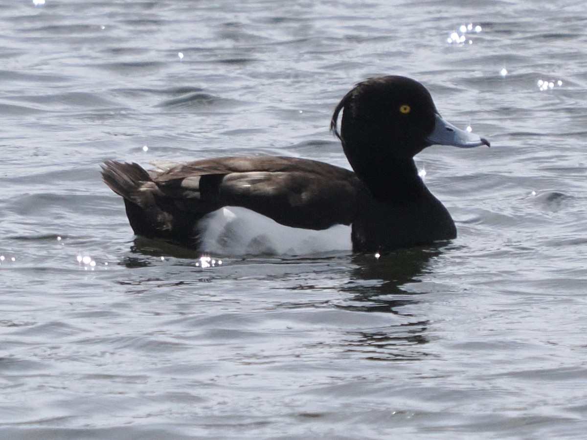 Tufted Duck - ML637260831