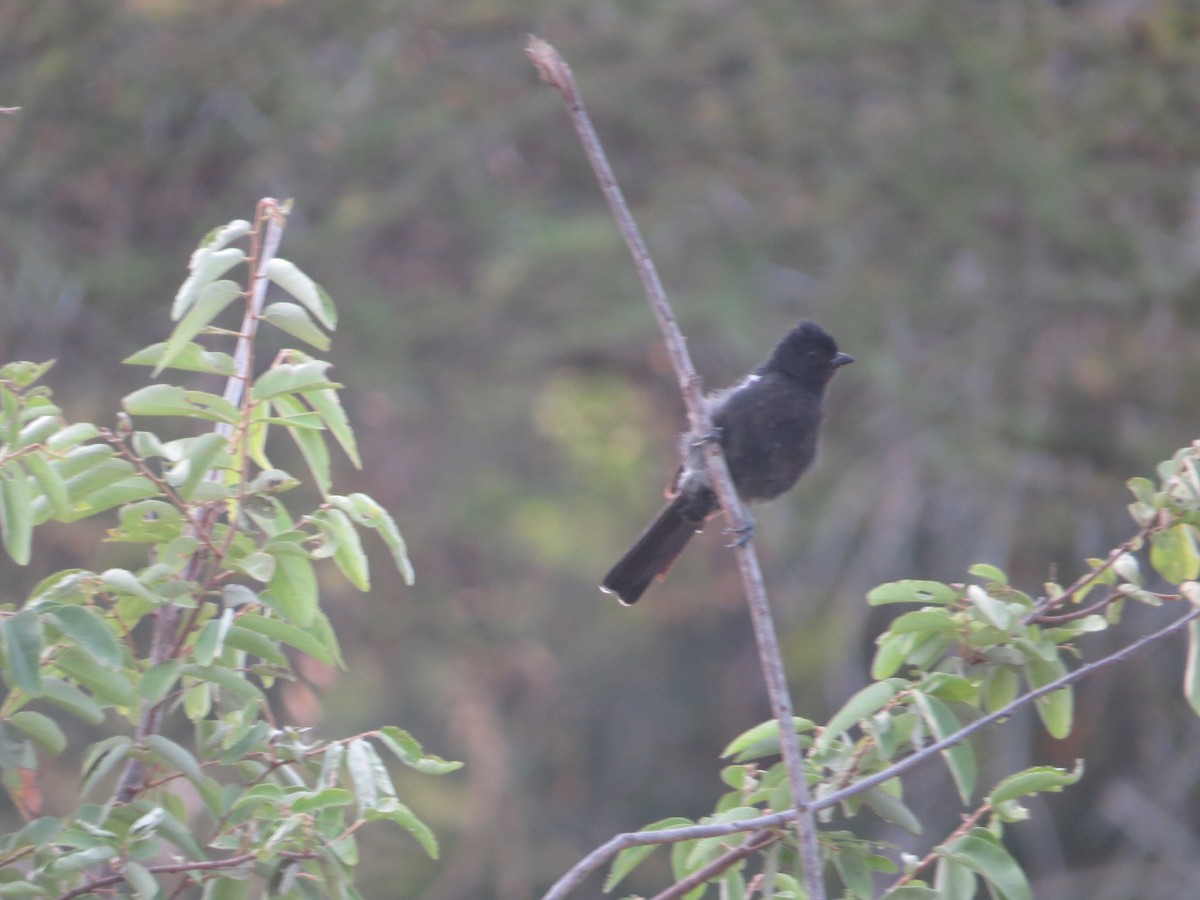 Southern Black-Tit - ML637260842