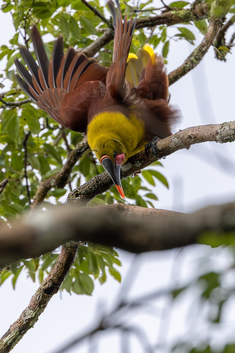 Olive Oropendola - ML637260850