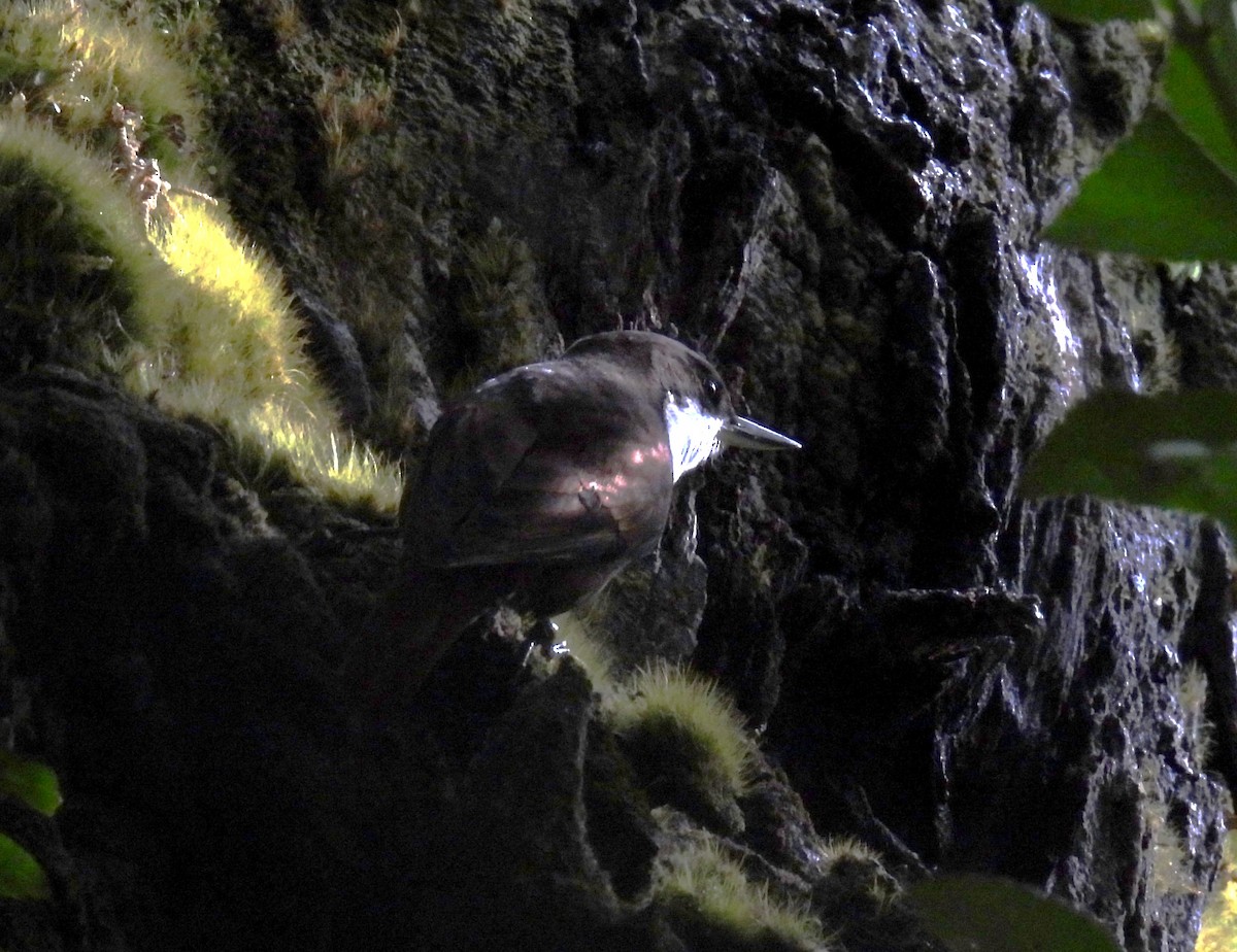 White-throated Treerunner - ML637260863