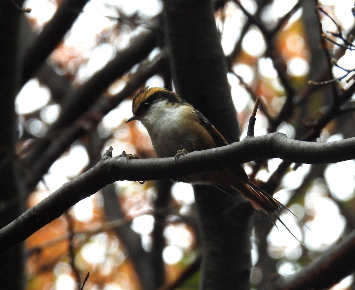 Thorn-tailed Rayadito - ML637260880