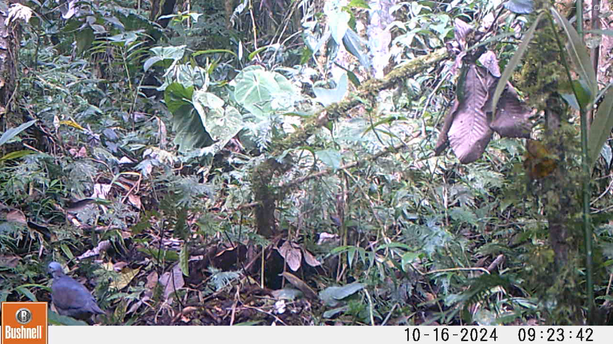 White-throated Quail-Dove - ML637260894