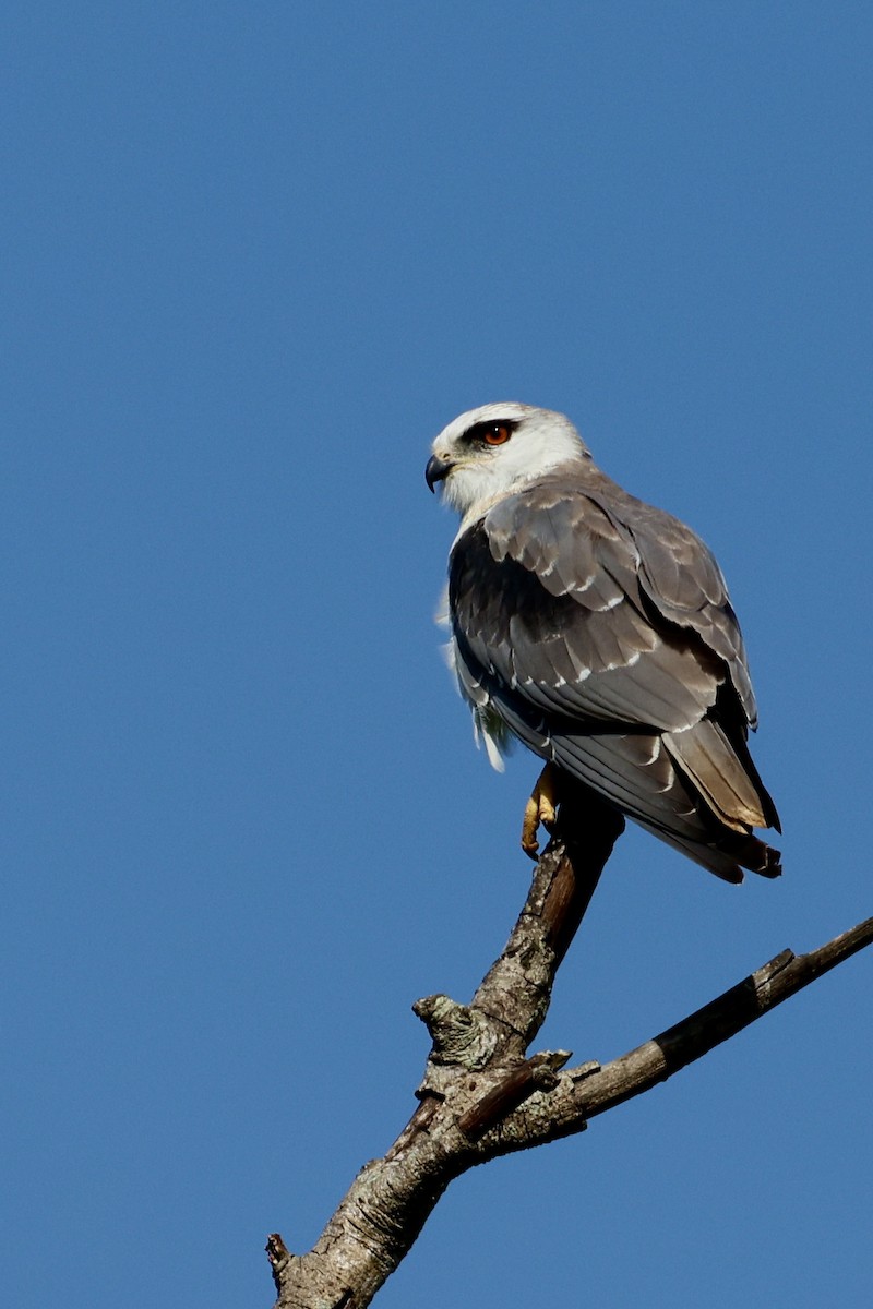 Black-winged Kite - ML637260912