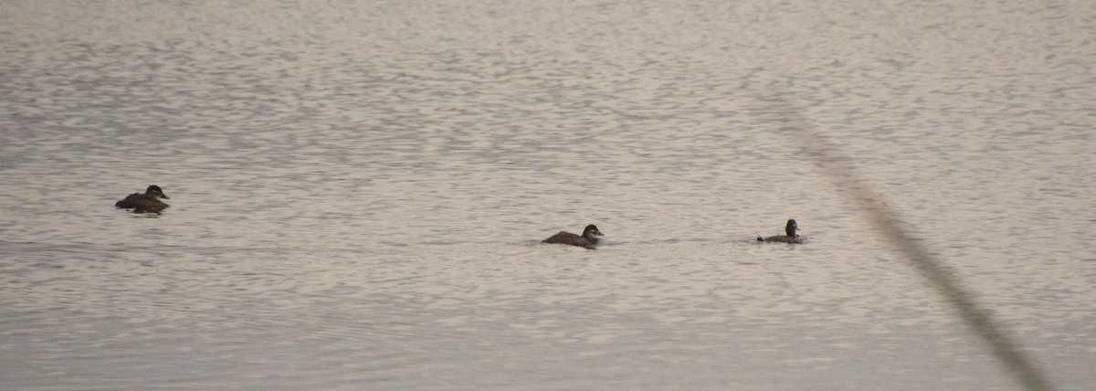 Maccoa Duck - ML637260914