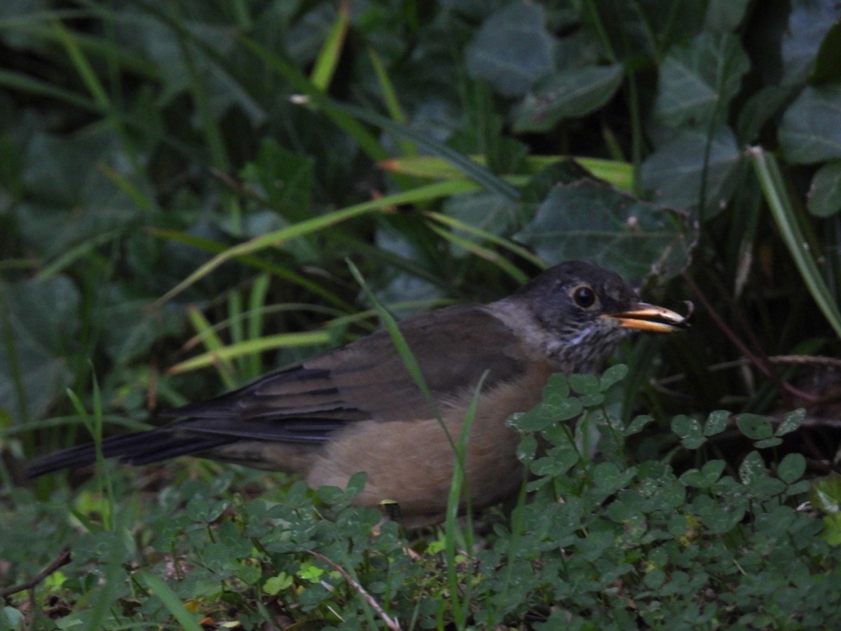 Austral Thrush - ML637260918