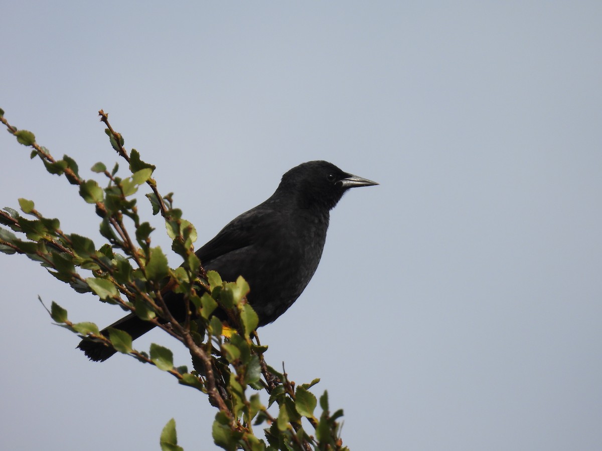 Austral Blackbird - ML637260938