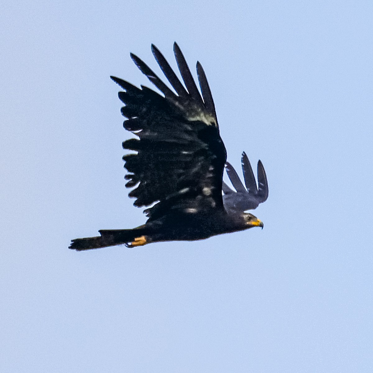 Black Eagle - ML637260959