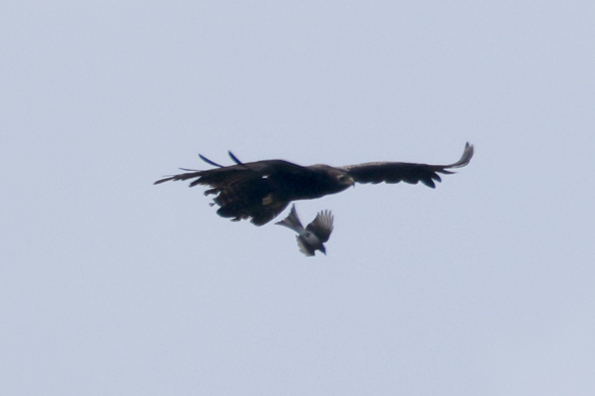 Black Eagle - ML637260960