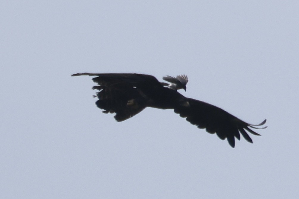 Black Eagle - ML637260961