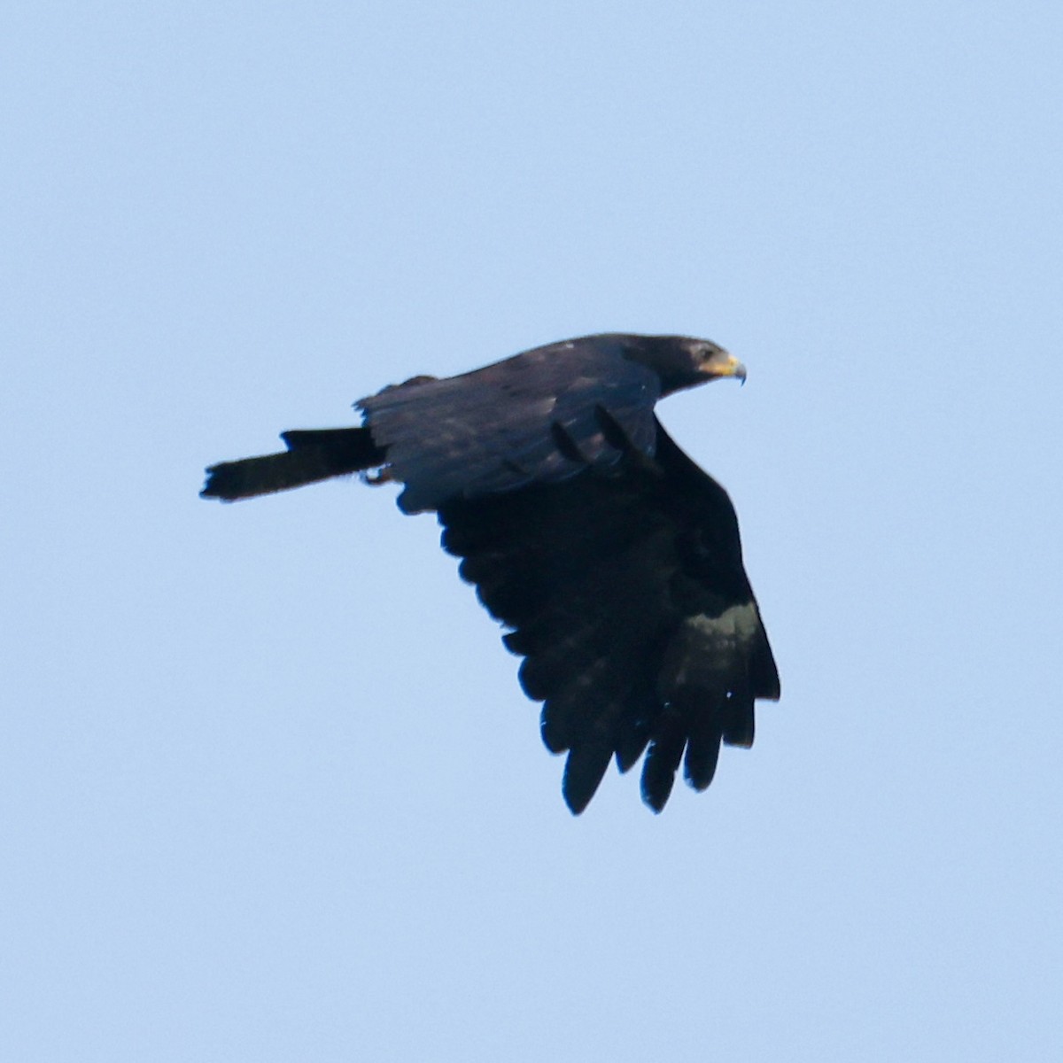 Black Eagle - ML637260962