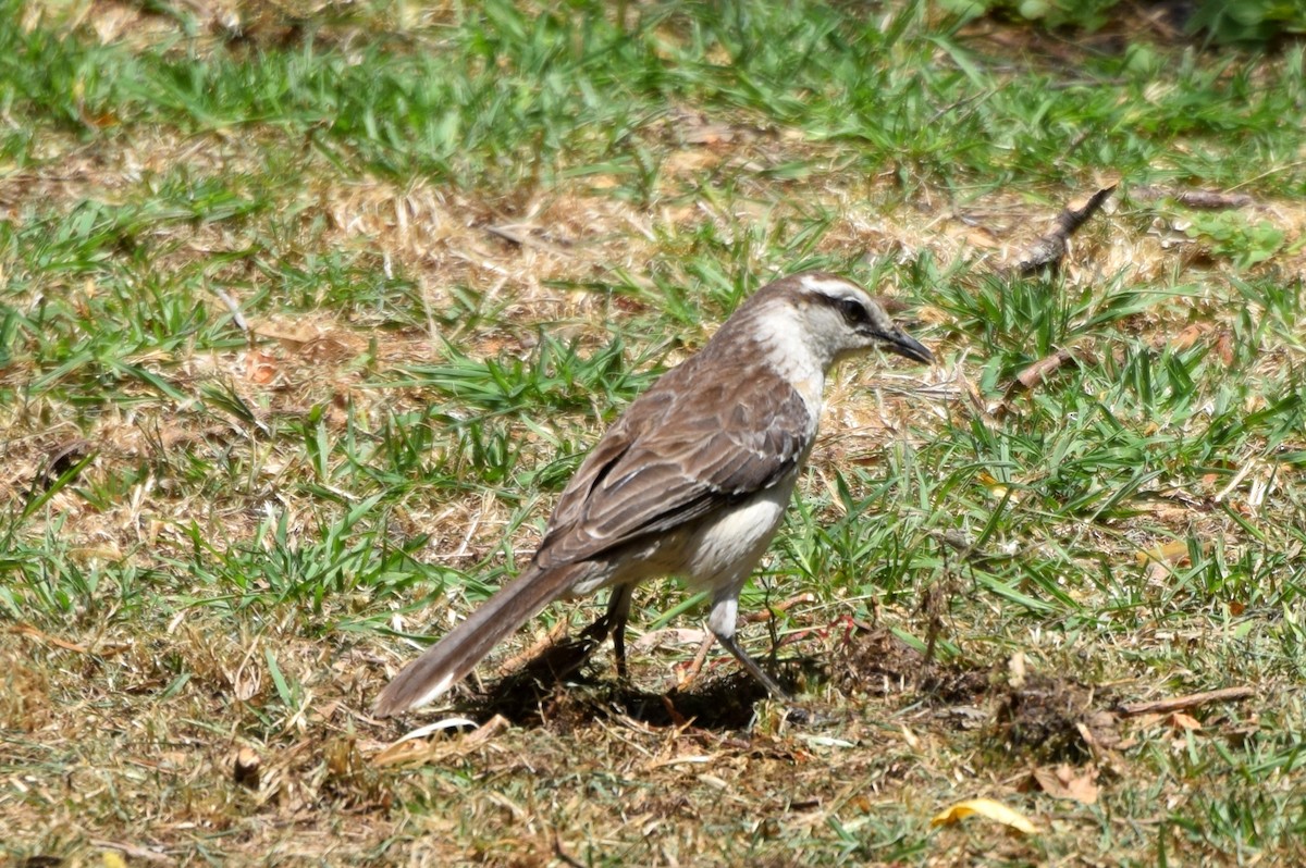 Chalk-browed Mockingbird - ML637260994