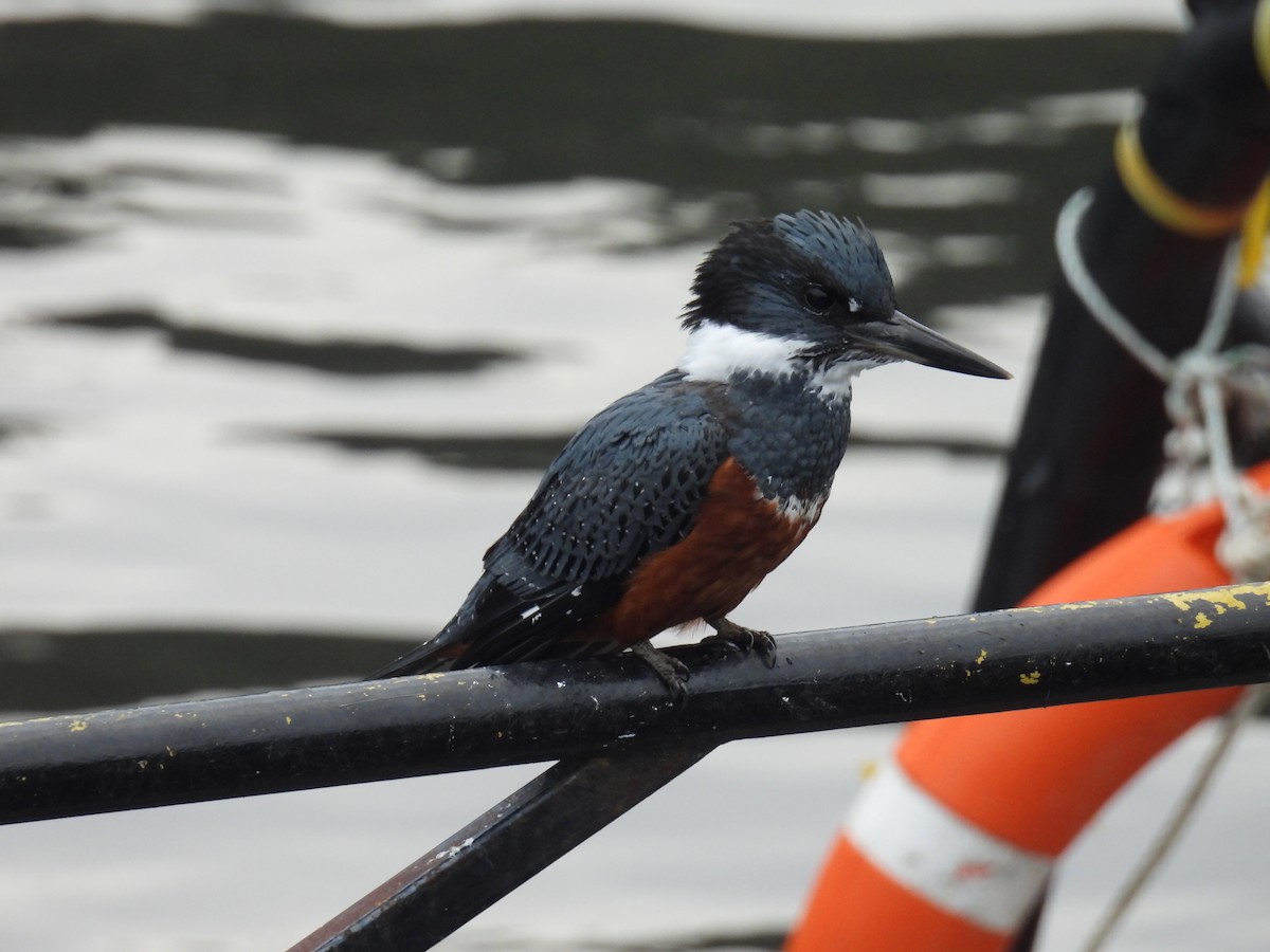 Ringed Kingfisher - ML637260999