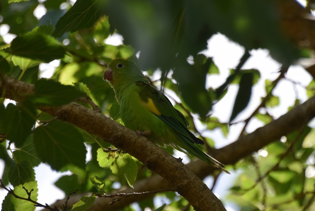 Yellow-chevroned Parakeet - ML637261000