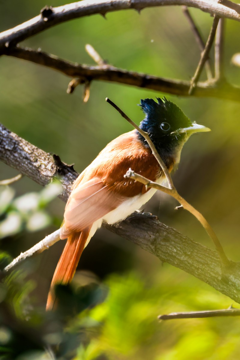Indian Paradise-Flycatcher - ML637261001