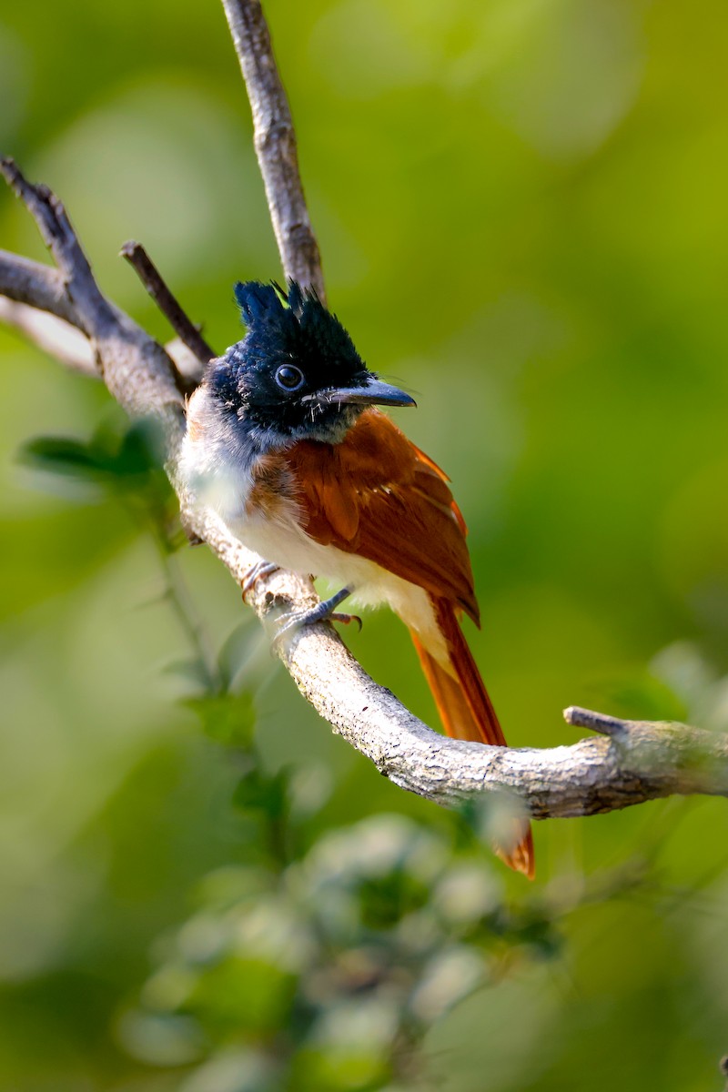 Indian Paradise-Flycatcher - ML637261002