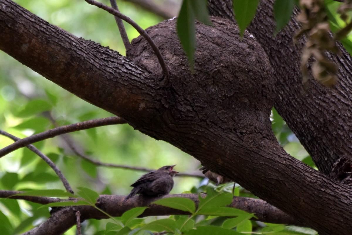 Shiny Cowbird - ML637261004
