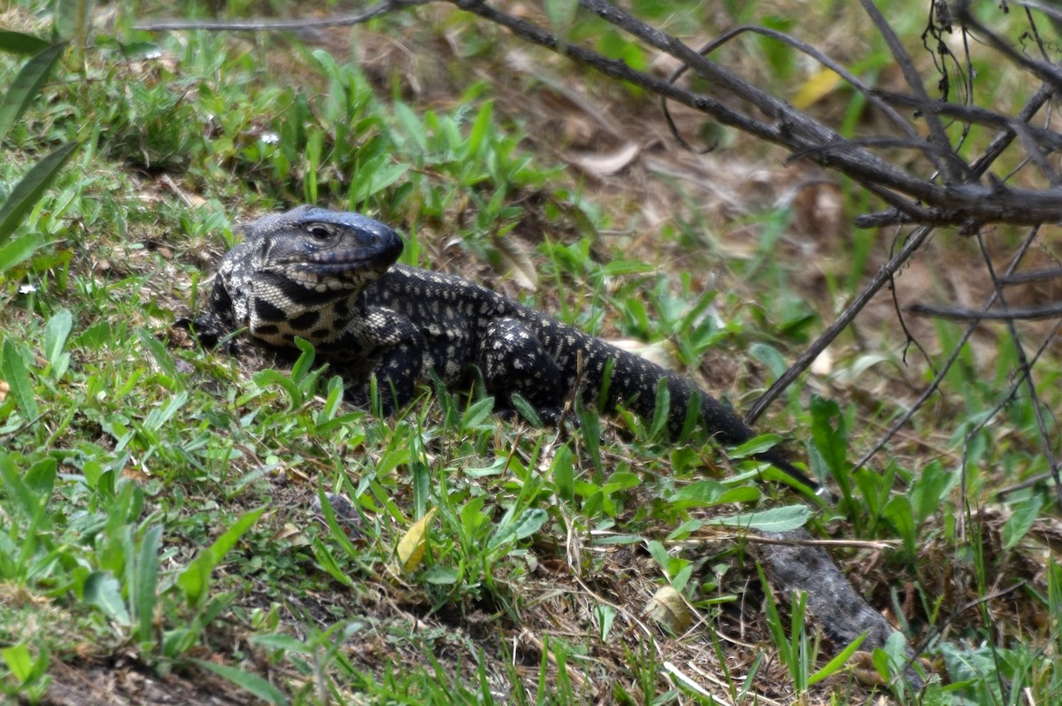 Argentine Black-and-white Tegu - ML637261027