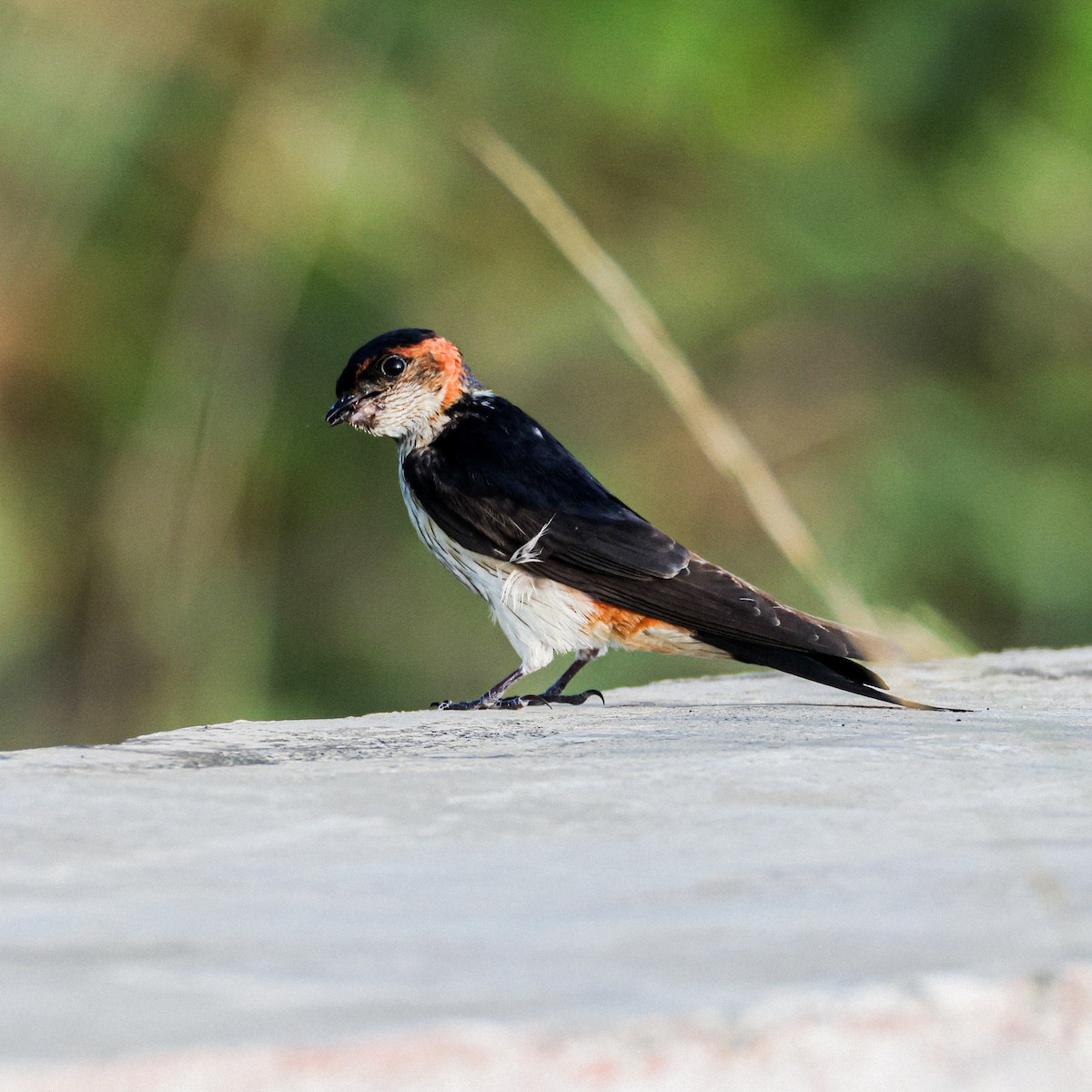 Eastern Red-rumped Swallow - ML637261045