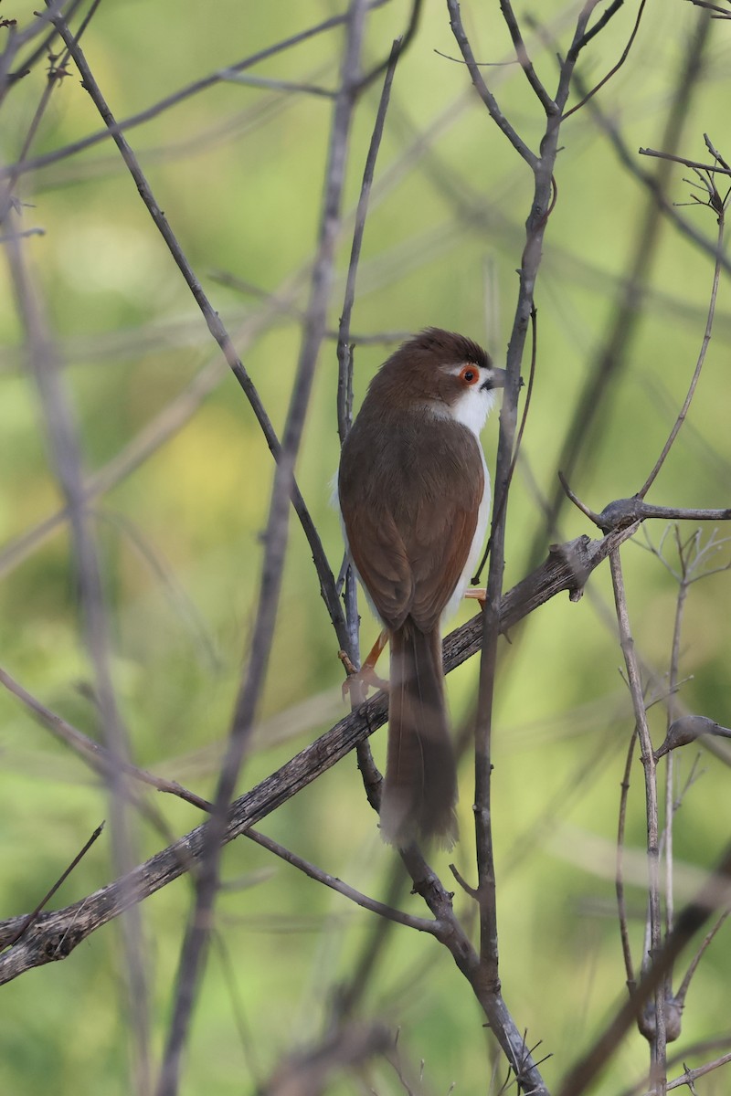 Yellow-eyed Babbler - ML637261069