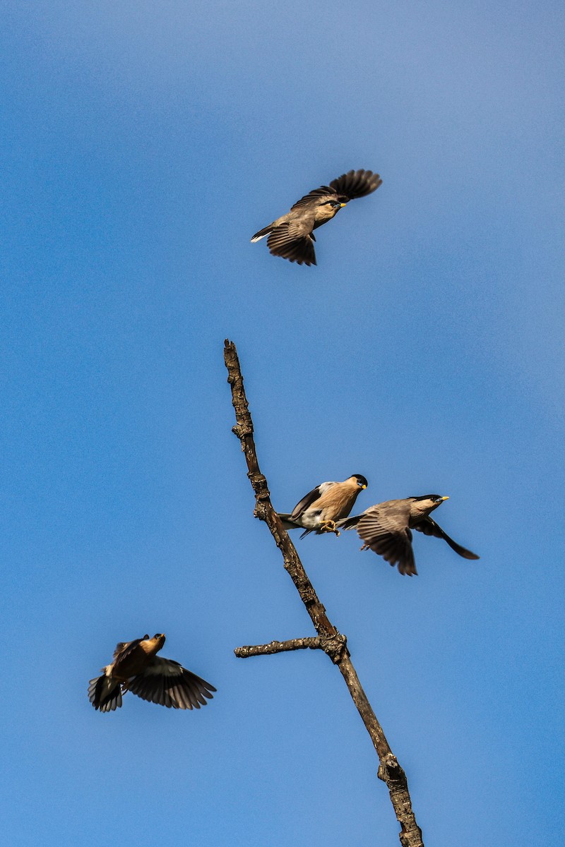 Brahminy Starling - ML637261079