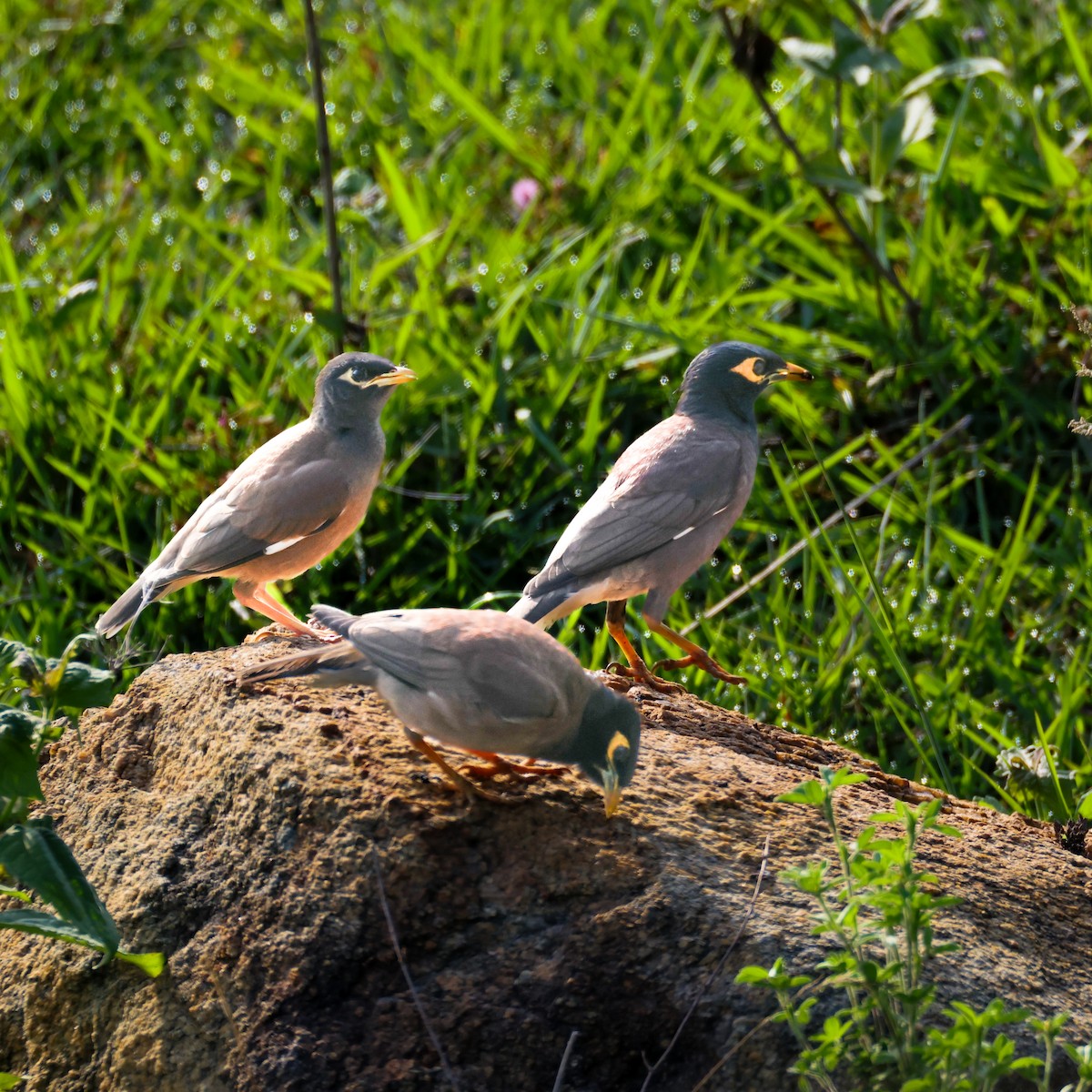 Common Myna - ML637261114