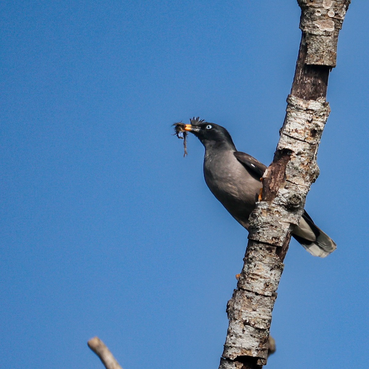 Jungle Myna - ML637261150
