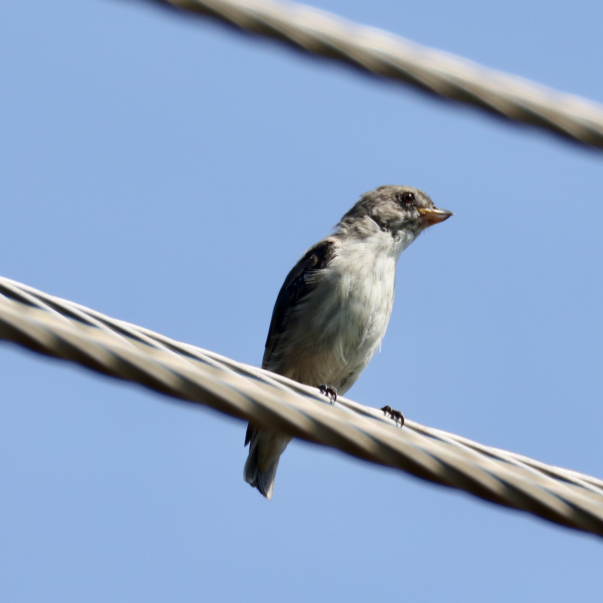 Thick-billed Flowerpecker - ML637261174