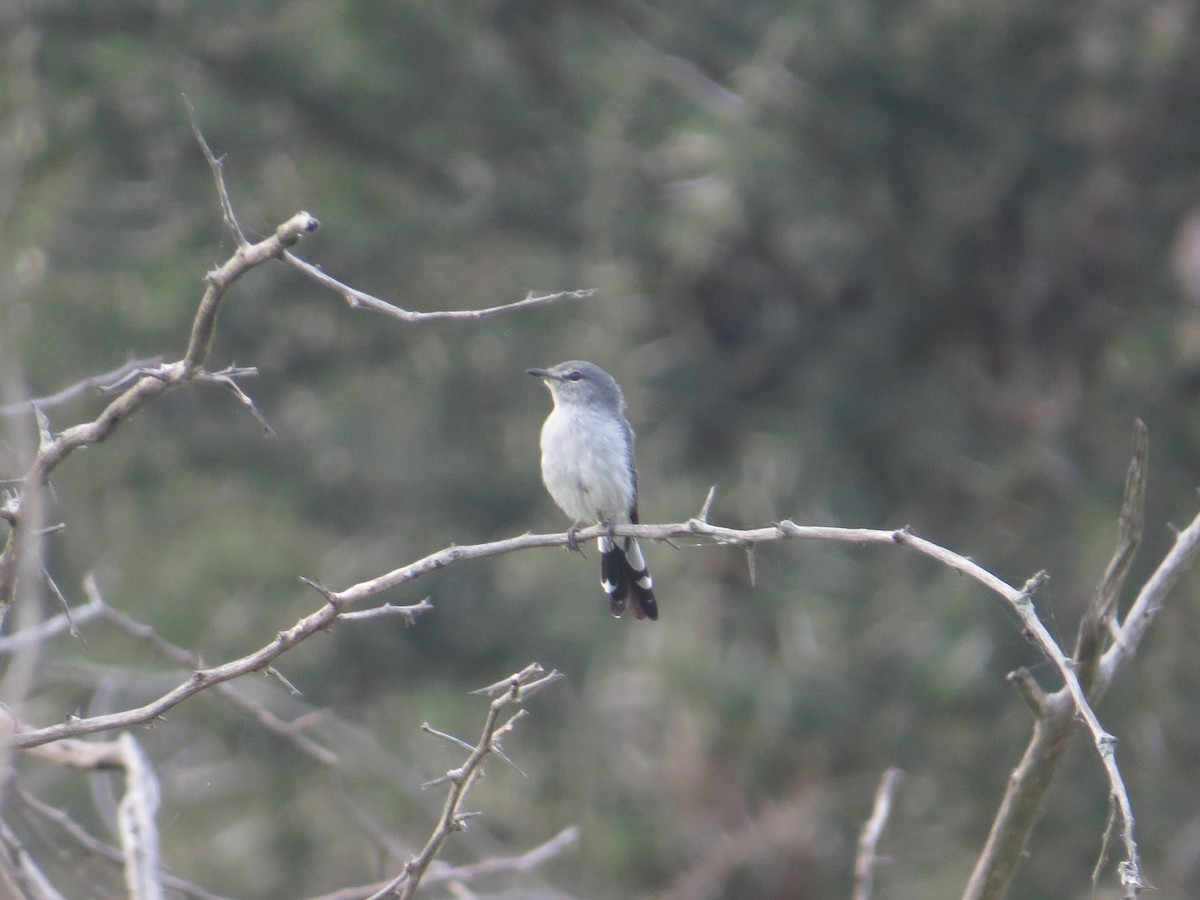 Gray Tit-Flycatcher - ML637261200