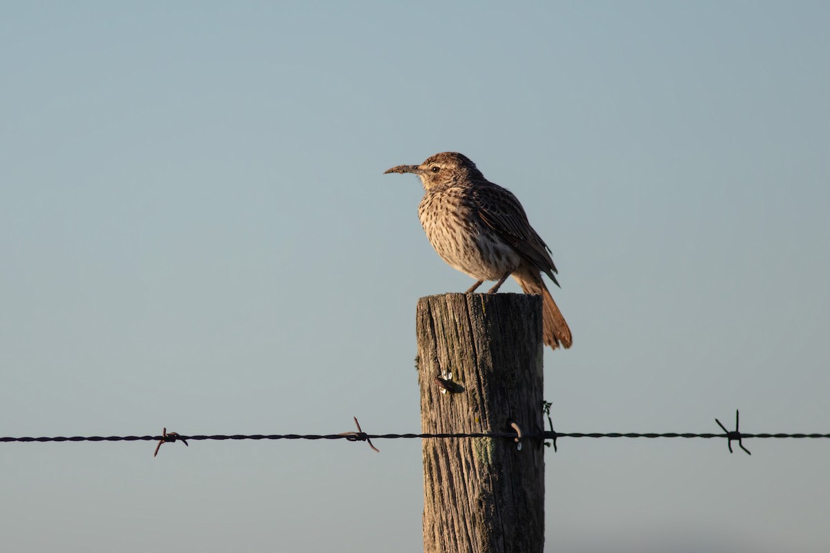 Cape Long-billed Lark (Cape) - ML637261212