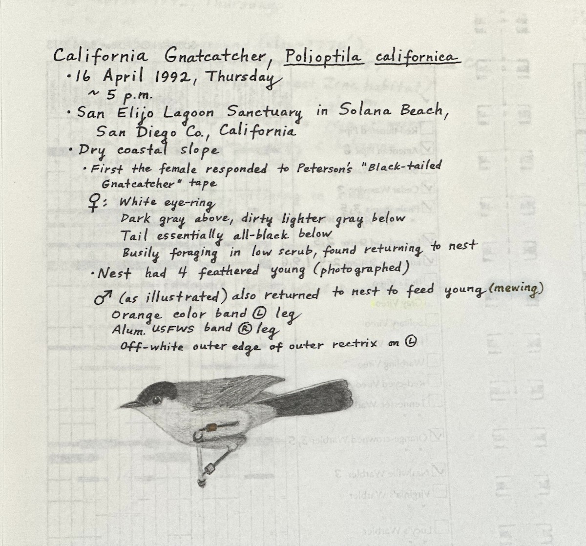 Gobemoucheron de Californie - ML637261219