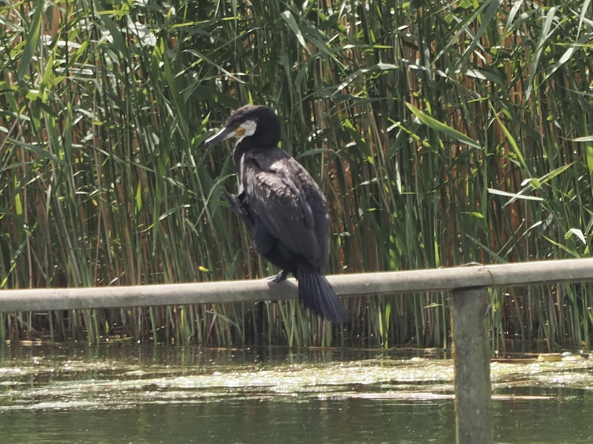 Great Cormorant - ML637261226