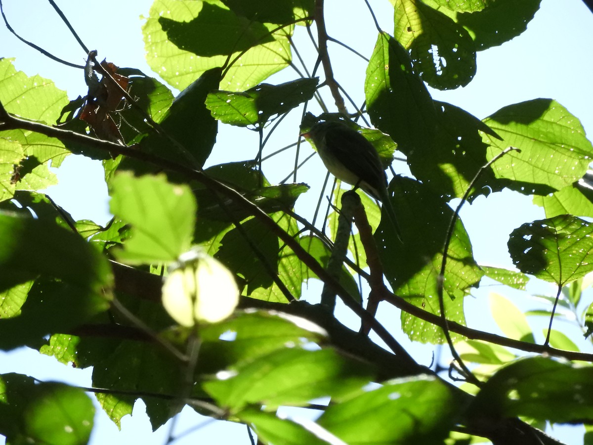 Greenish Elaenia - ML637261250