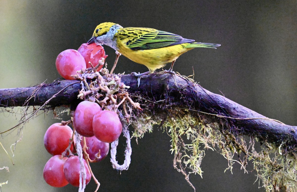 Silver-throated Tanager - ML637261253