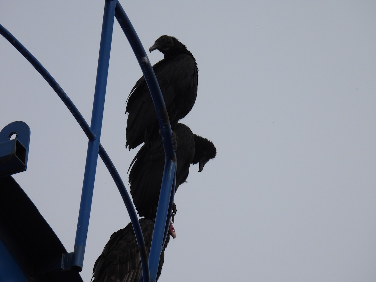 Black Vulture - ML637261319