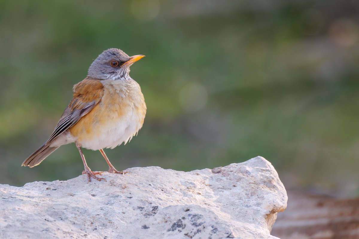 Rufous-backed Robin - ML637261341