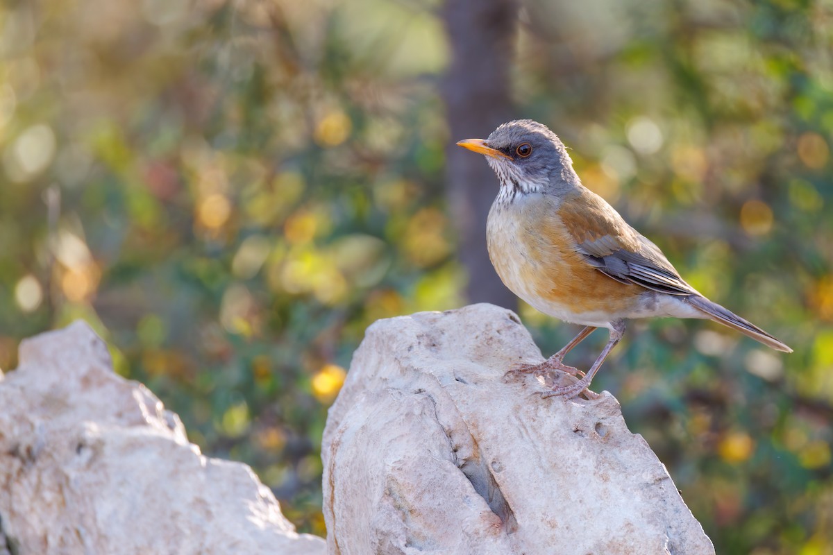 Rufous-backed Robin - ML637261342