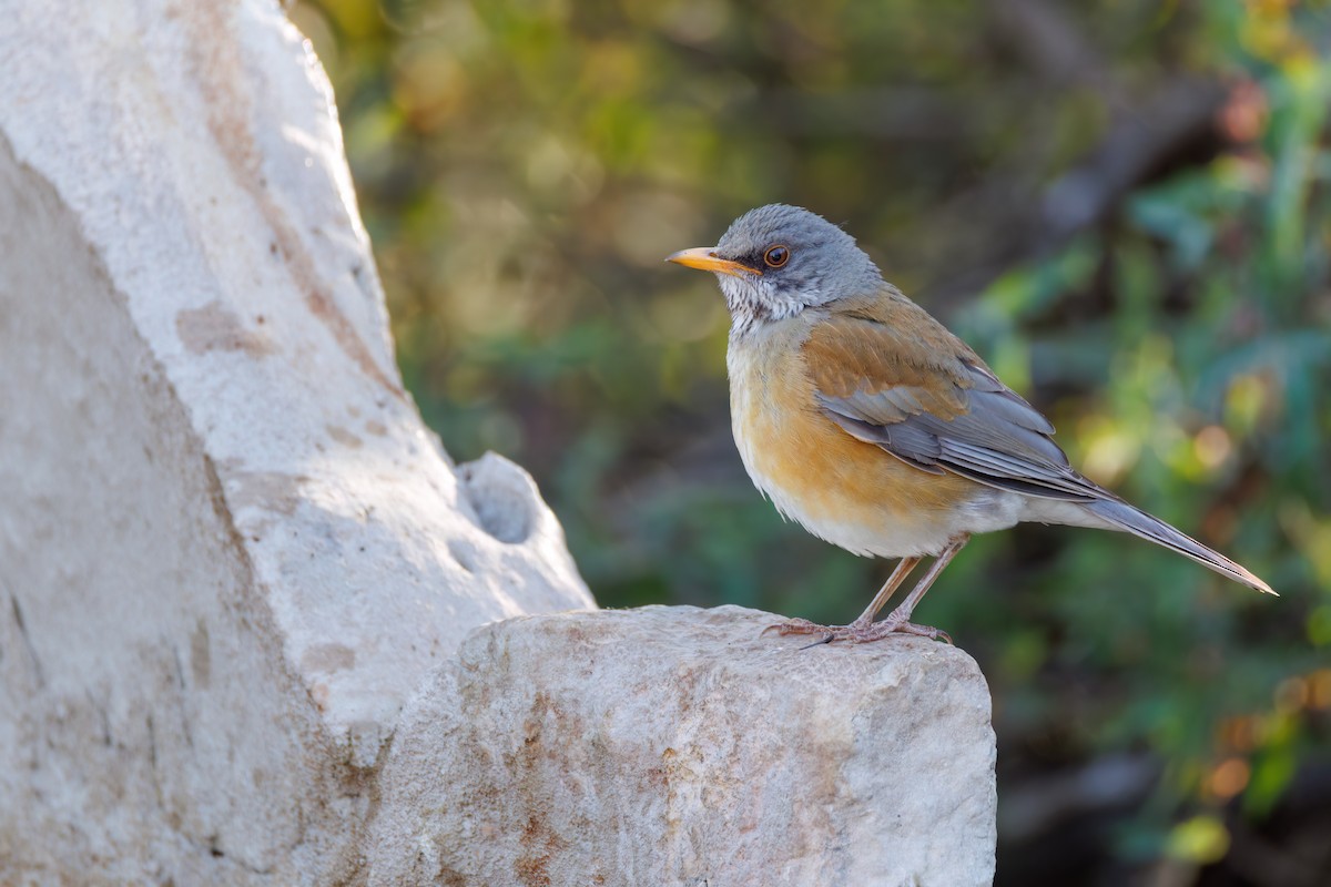 Rufous-backed Robin - ML637261343