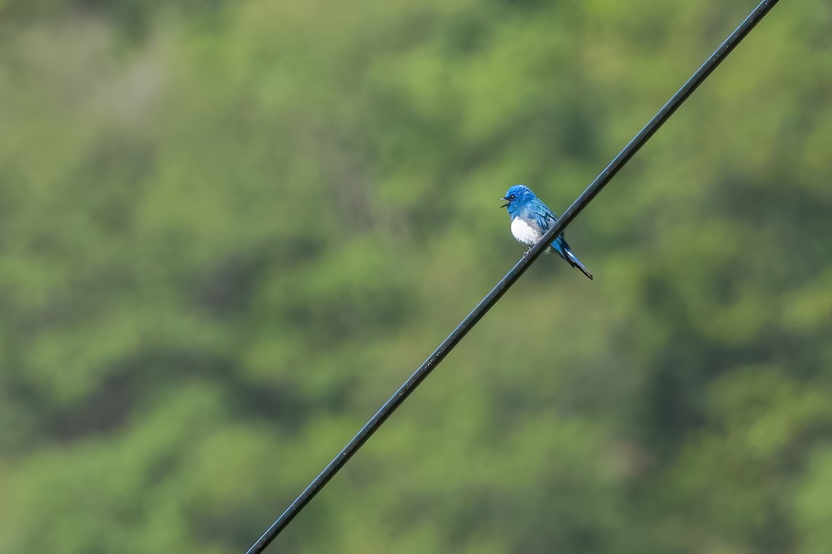 Zappey's Flycatcher - ML637261391